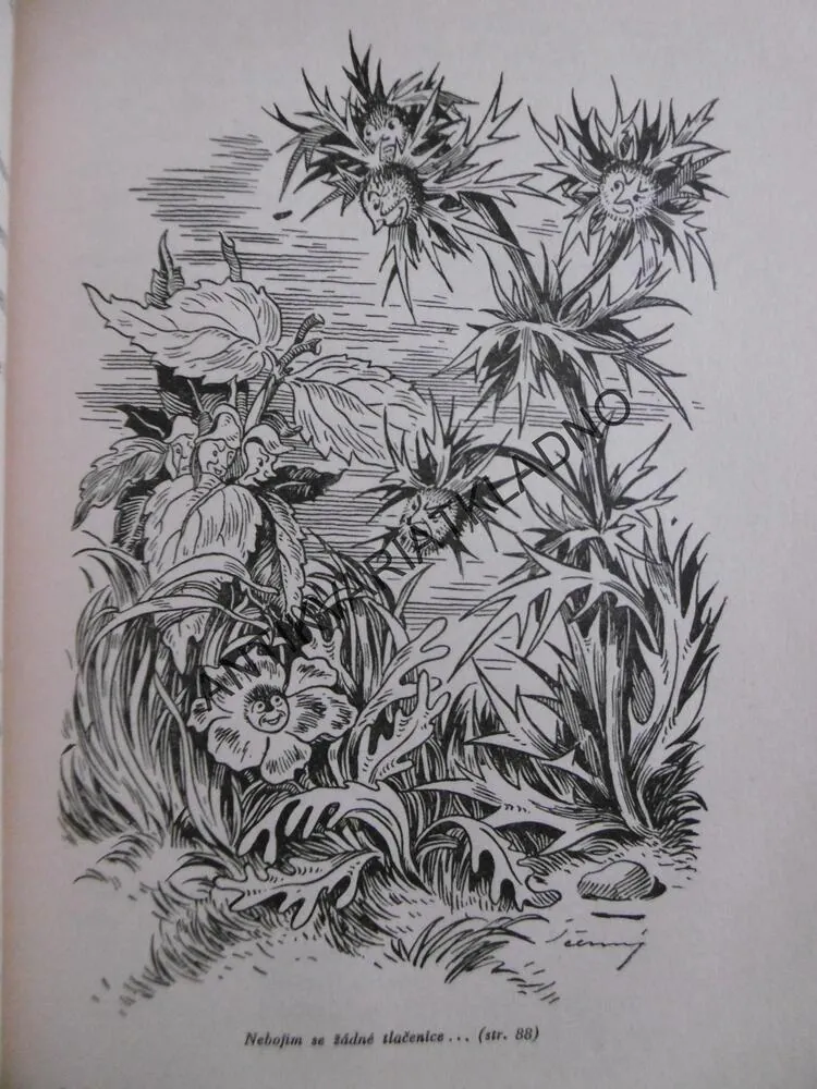 POCTIVÝ ZÁPAS, A. FLEISCHROVÁ,PAVEL ČERNÝ, **an
