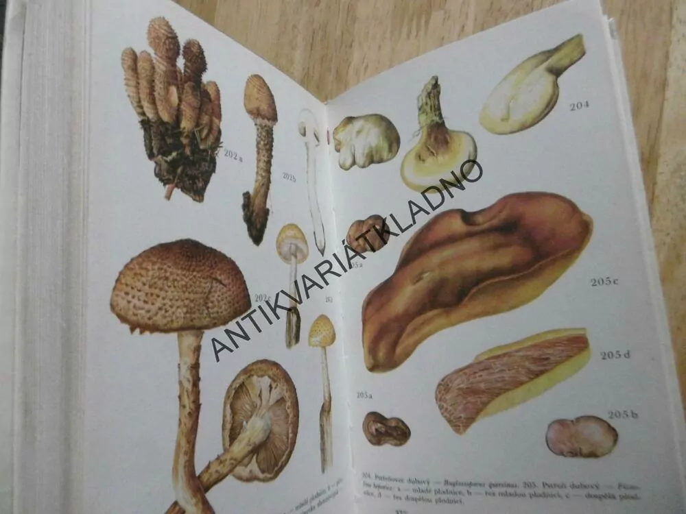 HOUBAŘŮV ROK, A. PŘÍHODA, HOUBY, **an