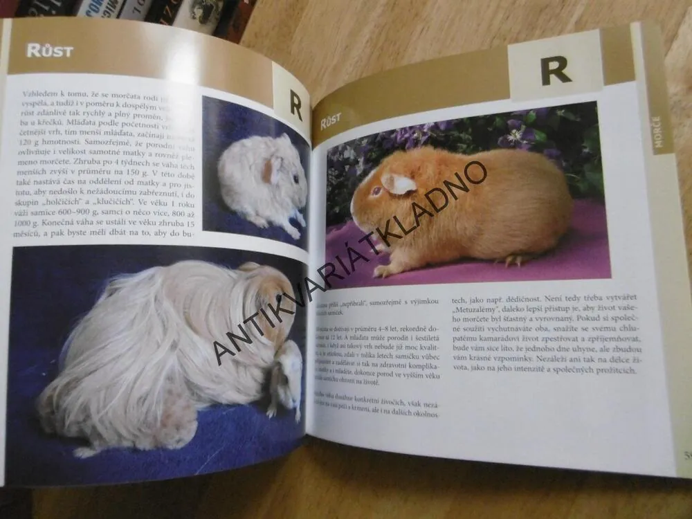 MORČE, ABECEDA CHOVATELE, NATAŠA VELENSKÁ