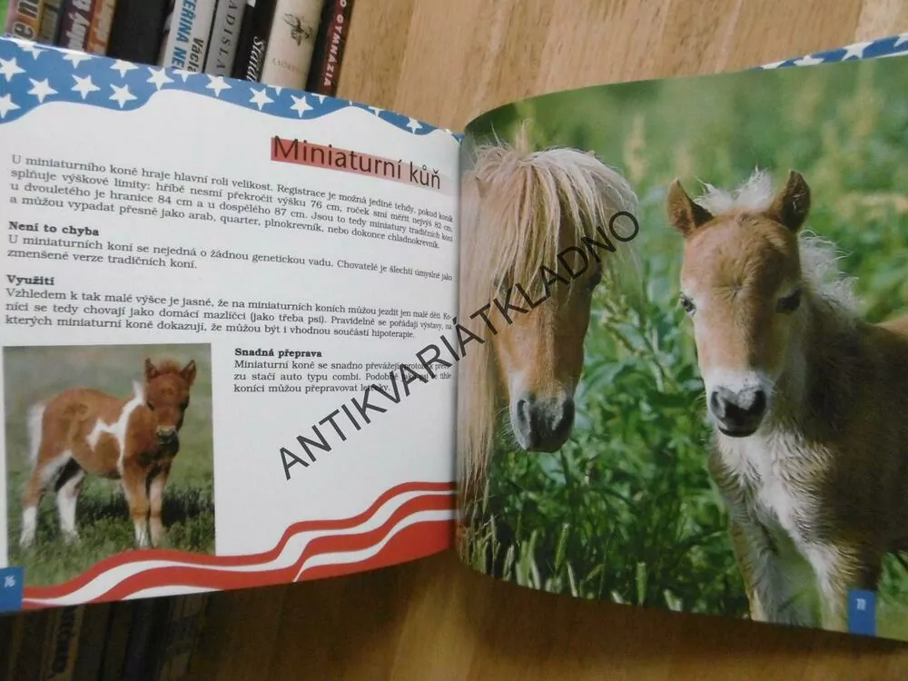 AMERIČTÍ KONĚ SNŮ, **an
