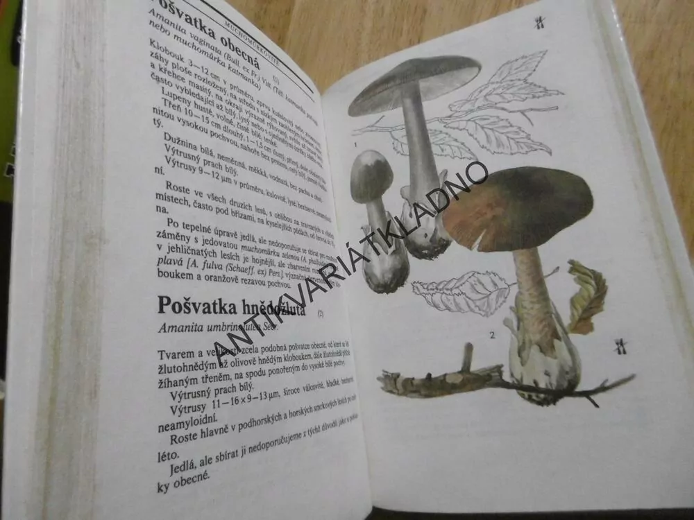 HOUBY, POZNÁVÁME, SBÍRÁME, UPRAVUJEME, GARIBOVOVÁ, **an