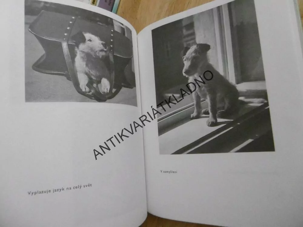 DÁŠENKA, ČILI ŽIVOT ŠTĚNĚTE, KAREL ČAPEK, 1994, **an