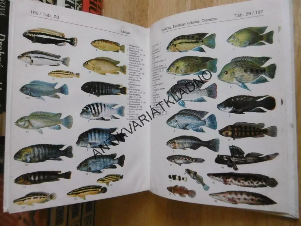 AKVARIJNÍ RYBY, KLAUS PAYSAN, 500 DRUHŮ, **an