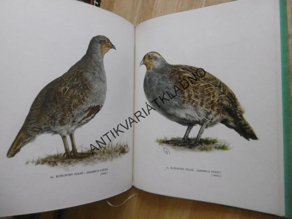 NAŠE LOVNÉ PTACTVO, ŠTĚPÁNEK, DEMARTINI, **an