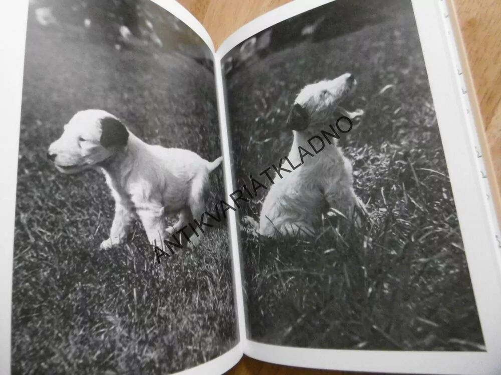 DÁŠENKA ČILI ŽIVOT ŠTĚNĚTE, KAREL ČAPEK, VÝUKA ANGLIČTINY, BEZ CD, **an