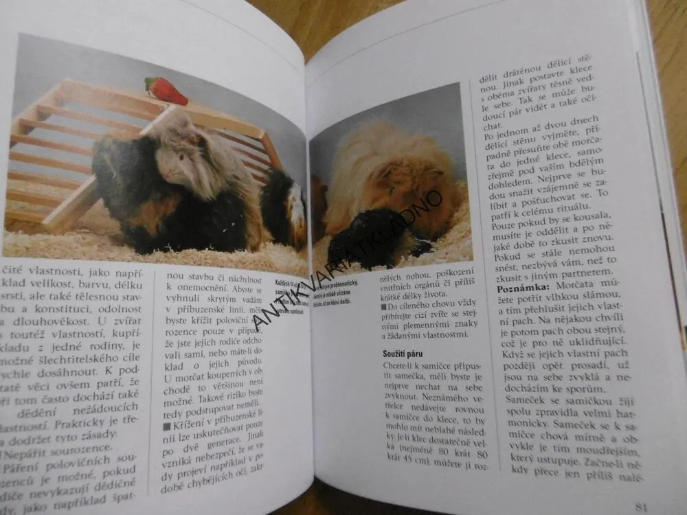 NAŠE MORČE, NAŠE ZVÍŘÁTKO, CHOV, KRMENÍ, VÝCHOVA
