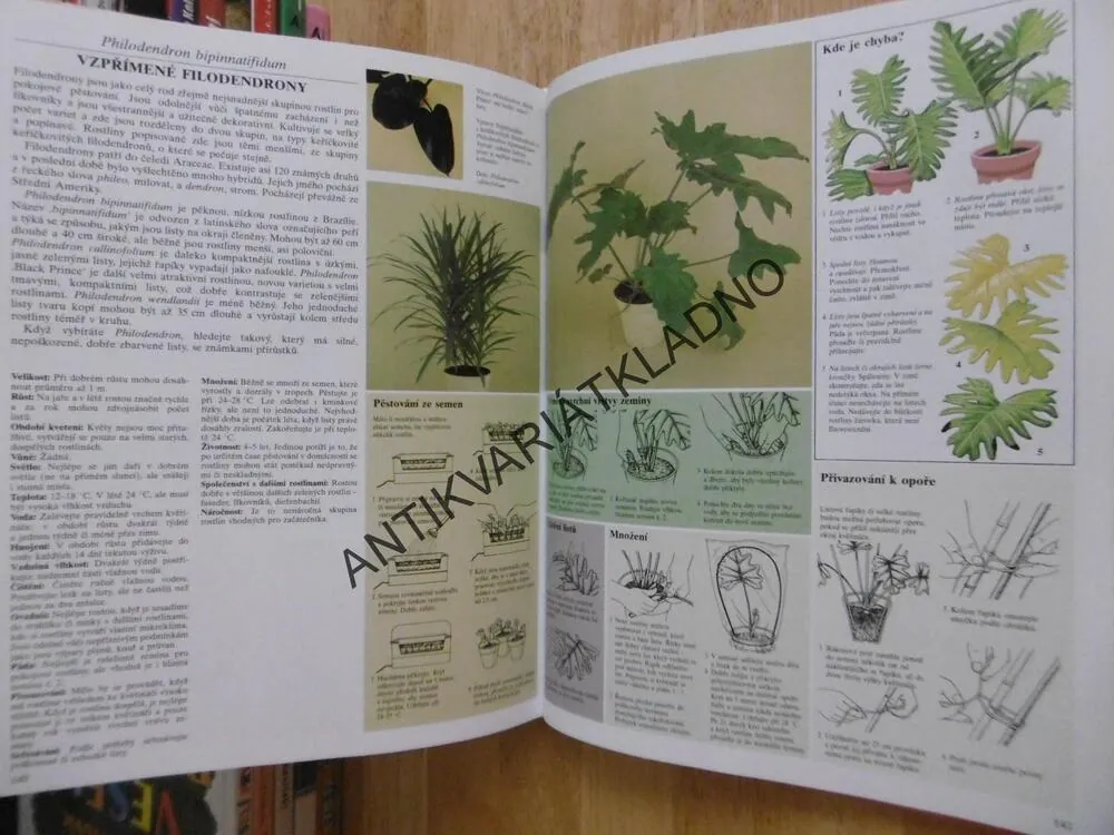 PÉČE O POKOJOVÉ ROSTLINY, DAVID LONGMAN, **an