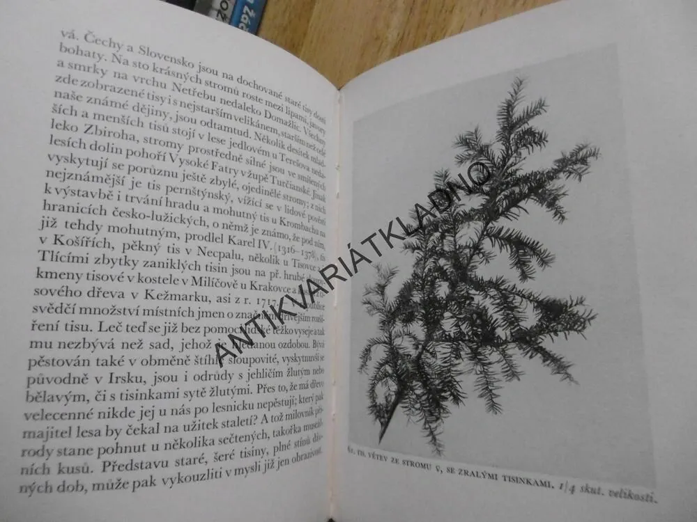 NAŠE JEHLIČINY, JAROSLAV NAUMAN, **an