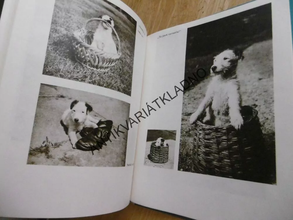DÁŠENKA, ČILI ŽIVOT ŠTĚNĚTE, KAREL ČAPEK,1971, **an
