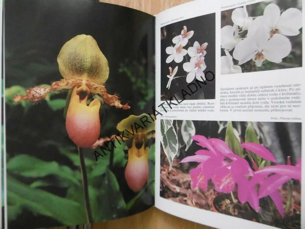 ENCYKLOPEDIE POKOJOVÝCH ROSTLIN, NICO VERMEULEN, **an