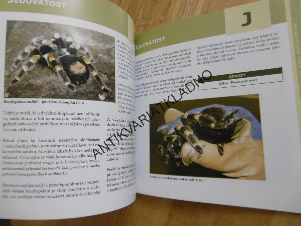 SKLÍPKANI RODU BRACHYPELMA, **an