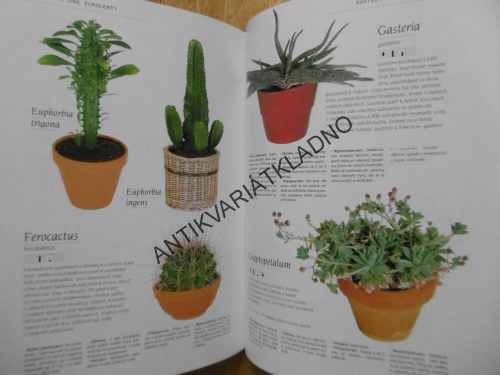 VELKÁ KNIHA POKOJOVÝCH ROSTLIN, MALGORZATA AUGUSTYNOVÁ, **an