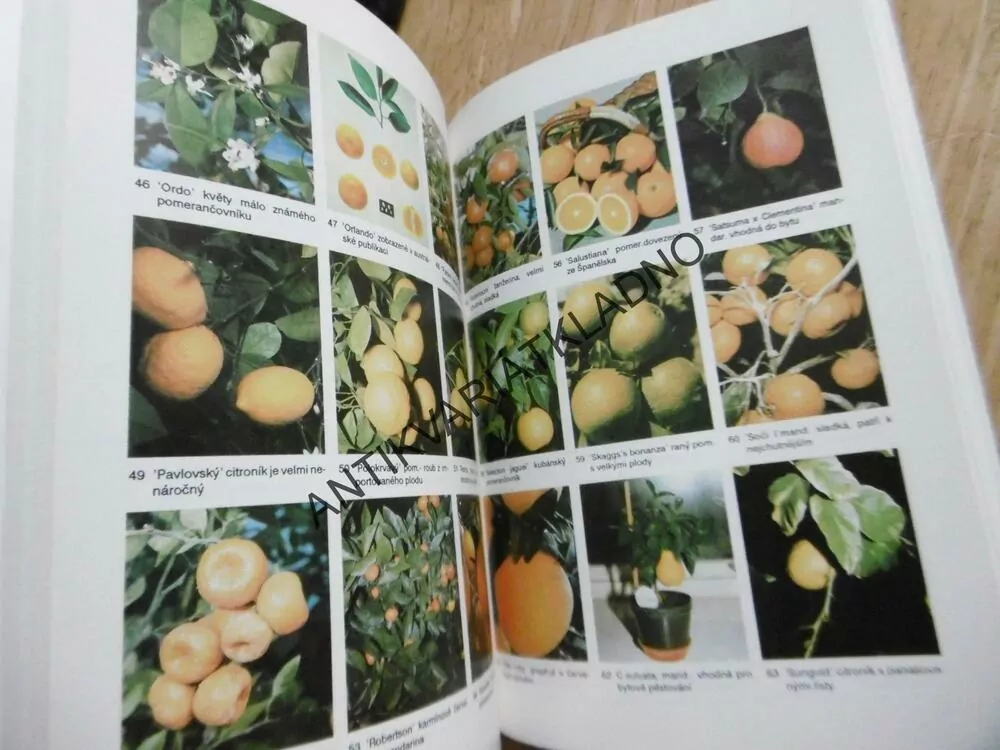 CITRUSY OD A DO Z, JIŘÍ ŠAMLA, **an