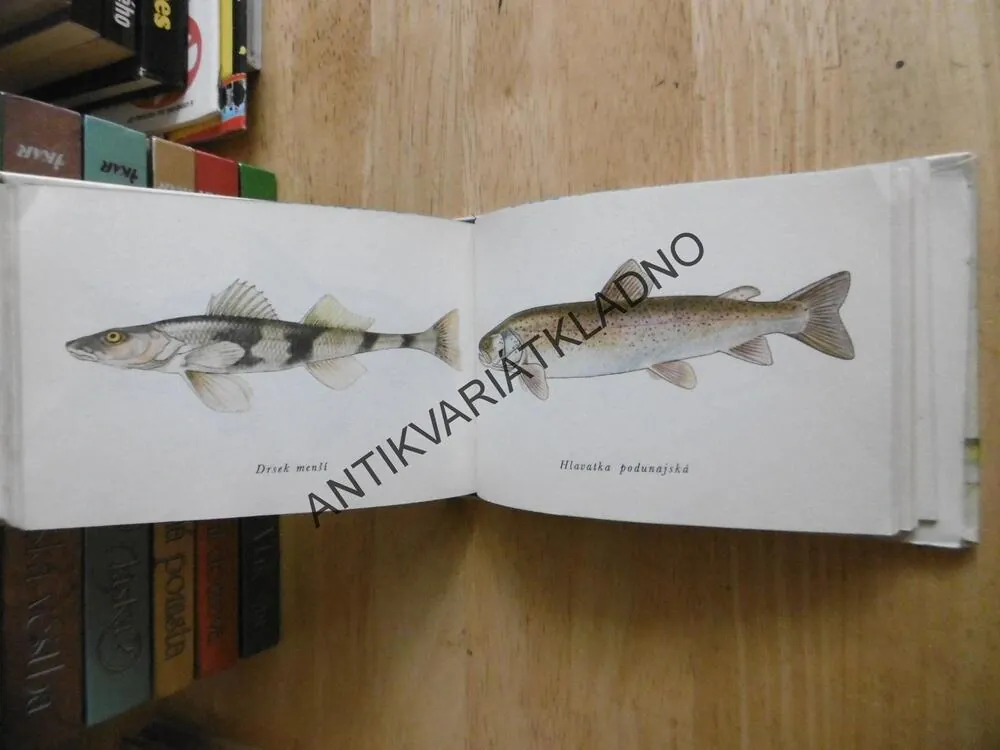 RYBY NAŠICH VOD, STANISLAV VODINSKÝ, EDICE OKO 4, **an