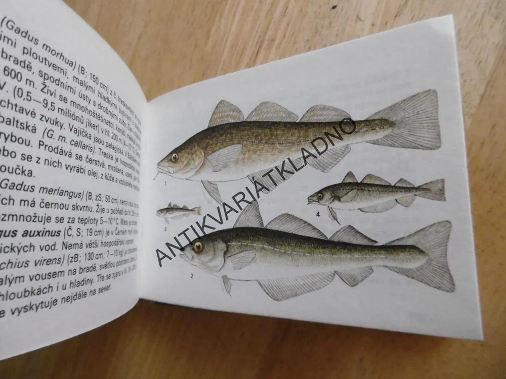 MOŘSKÁ FAUNA A FLÓRA, ALTMAN, EDICE OKO 57, **an