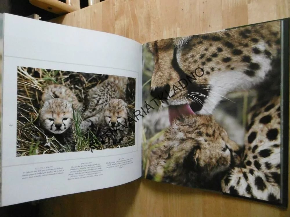 JAKÉ JE TO BÝT GEPARDEM A LEOPARDEM, CHRISTINE A MICHEL DENIS-HUOT, **an