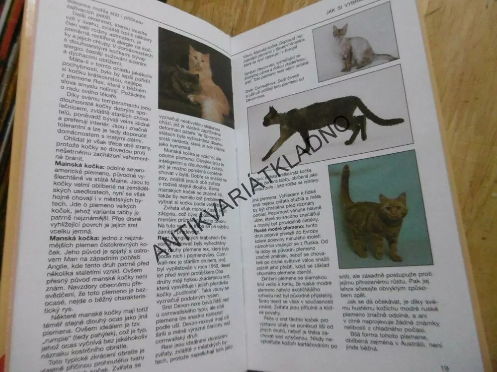 VAŠE KOČKA A KOŤÁTKO, DAVID ALDERTON, **an