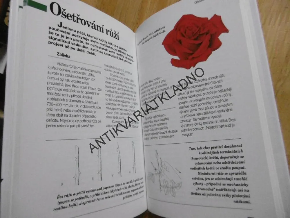 RŮŽE, VÁCLAV VĚTVIČKA, **an
