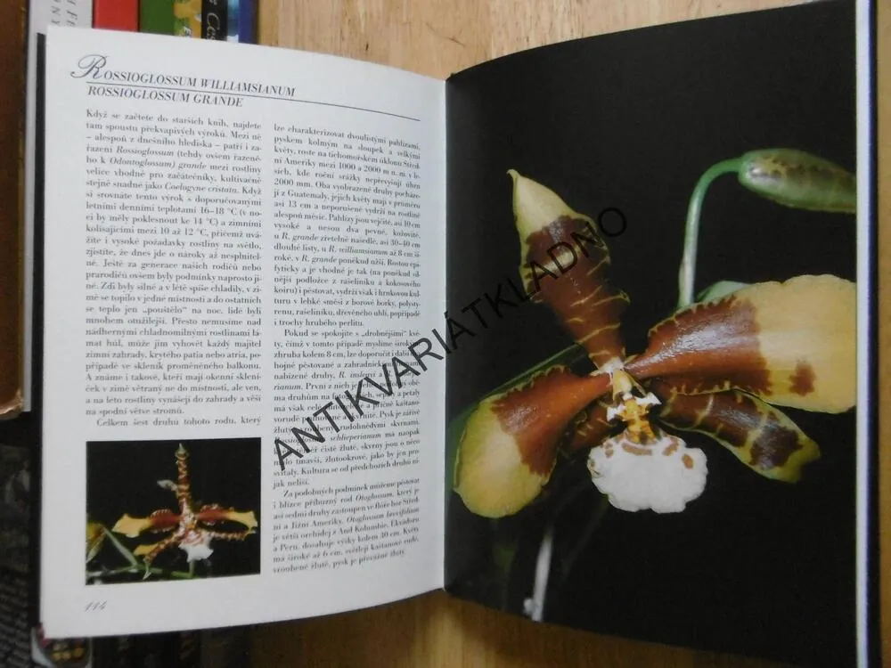 ORCHIDEJE V BYTĚ, J.R. HAAGER, ROMANA OTTOVÁ, **an