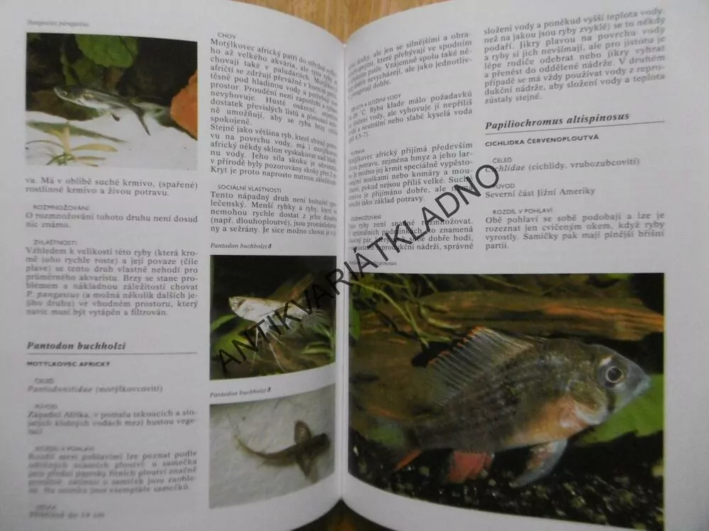 ENCYKLOPEDIE AKVARIJNÍCH RYB, ESTHER J. J. VERHOEF,-VERHALLENOVÁ, **an