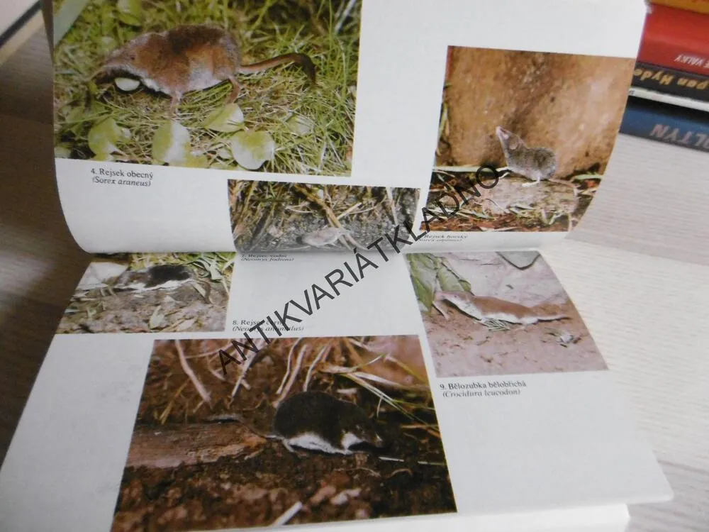 POZNÁVÁME NAŠE SAVCE, MILOŠ ANDĚRA, IVAN HORÁČEK, **an