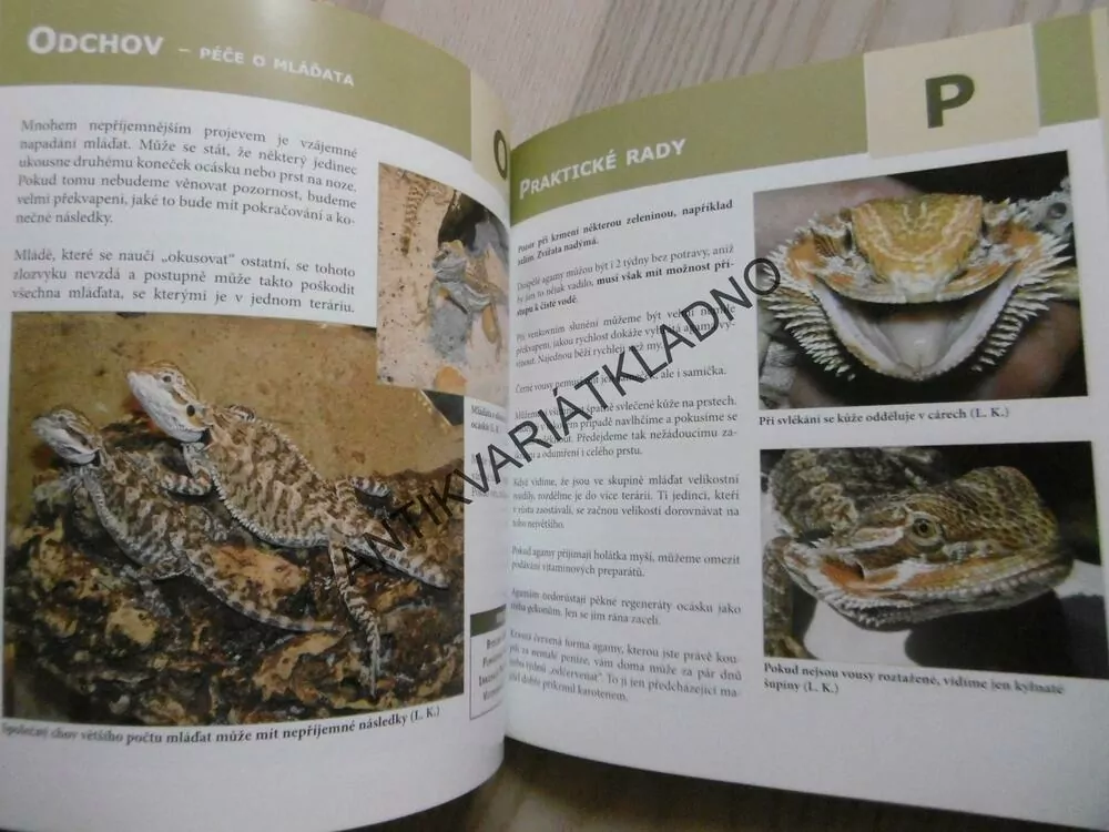 AGAMA VOUSATÁ, LUBOMÍR KLÁTIL, **an