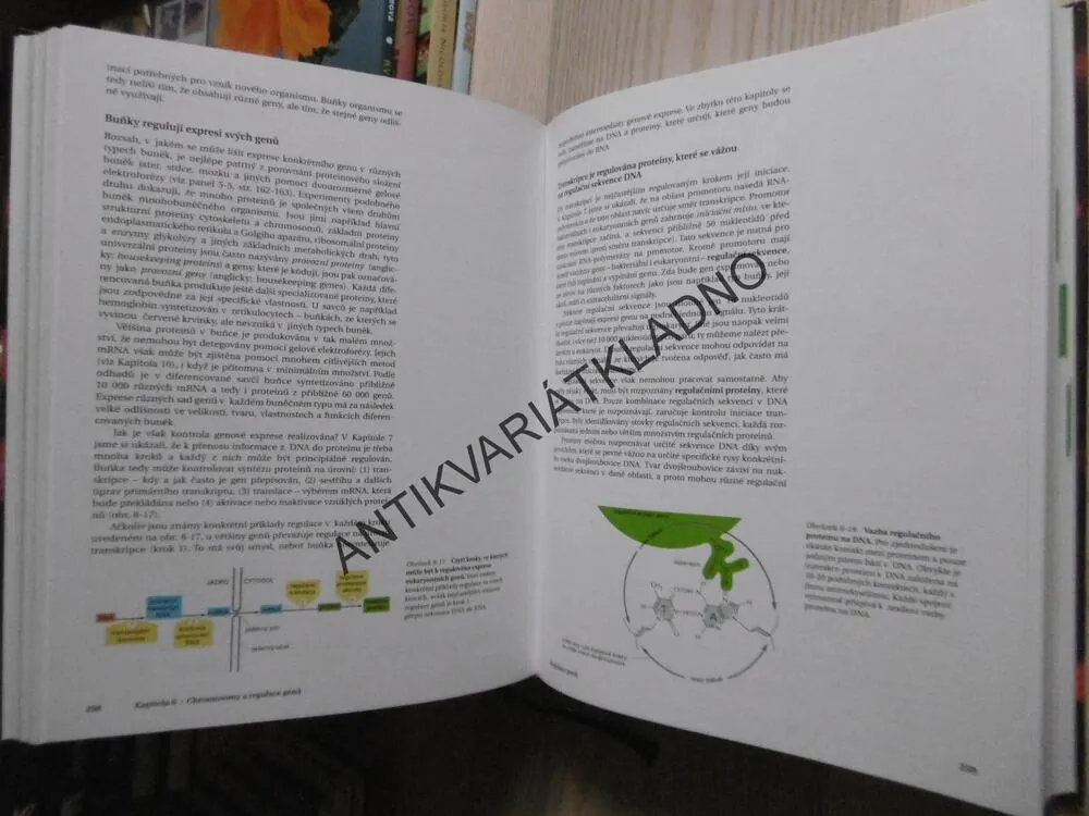 ZÁKLADY BUNĚČNÉ BIOLOGIE, ÚVOD DO MOLEKULÁRNÍ BIOLOGIE BUŇKY,