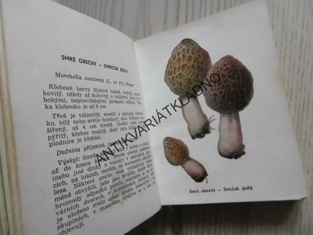 HOUBY V PŘÍRODĚ A KUCHYNI, M.SMOTLACHA, J.NOVÁK,**an