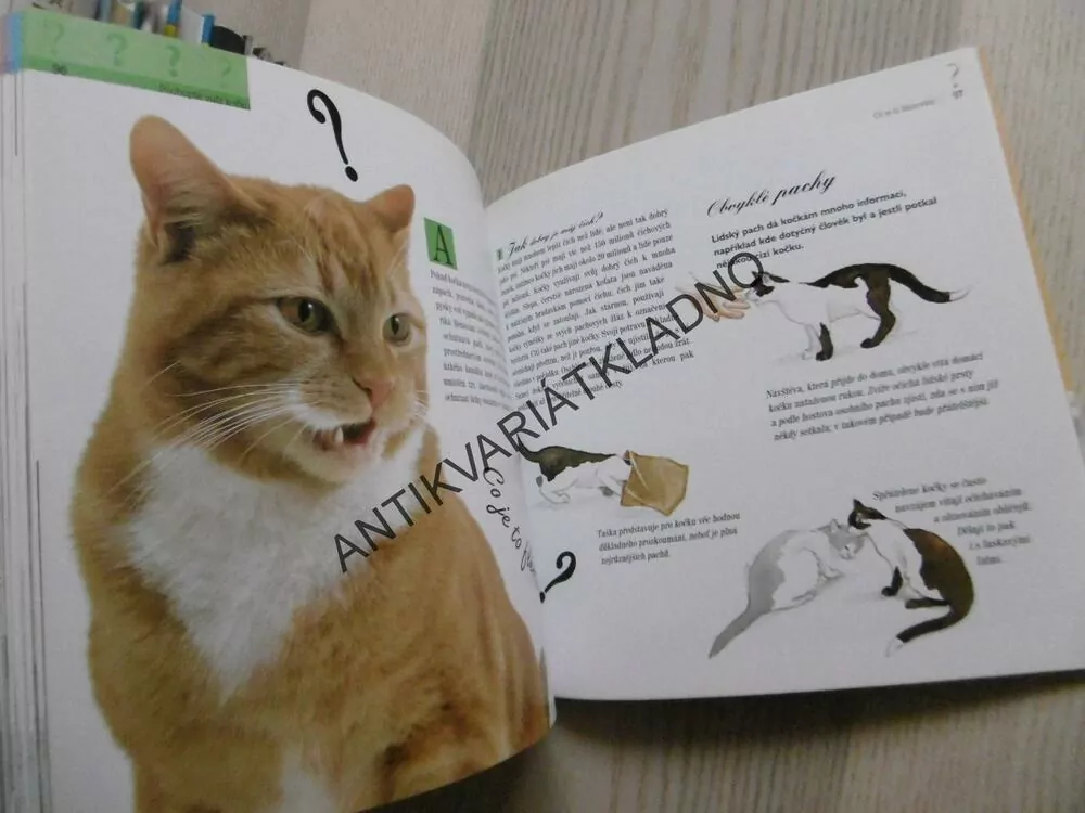 101 OTÁZEK NA KTERÉ SE VAŠE KOČKA BUDE PTÁT, **an