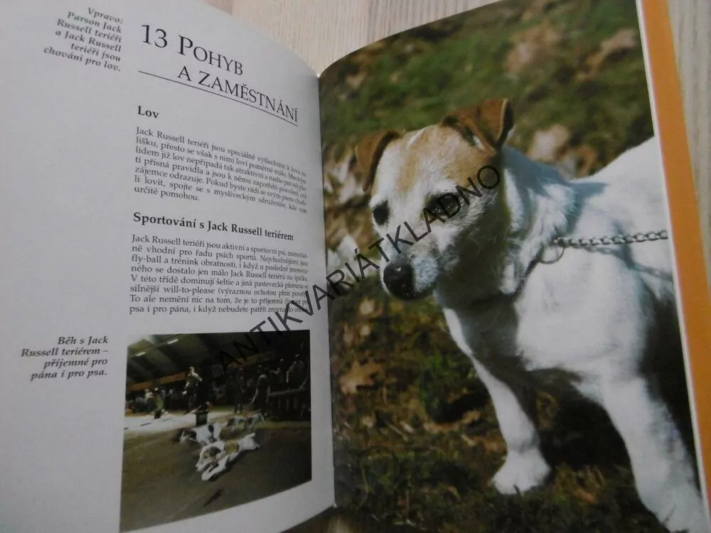 JACK RUSSELL TERIÉR, ESTER VERHOEF-VERHALLEN, PES, CHOVATEL, BRUCE FOGLE, PŘÍRUČKY PRO CHOVATELE PSŮ, **an
