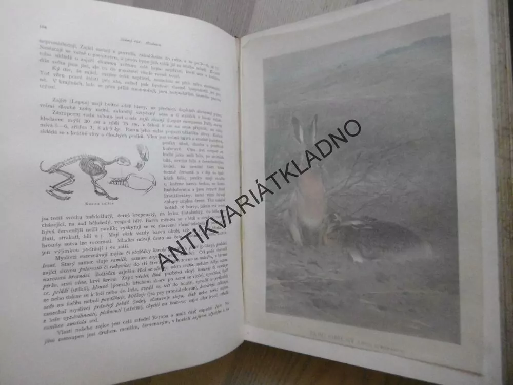 BREHM, BREHMŮV ŽIVOT ZVÍŘAT 1., SAVCI.2. **an