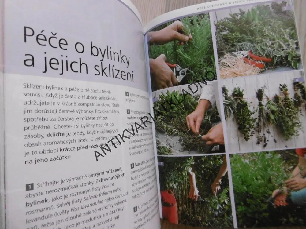 ZAHRÁDKA PRO KAŽDÉHO, DOROTHEA BAUMJOHANNOVÁ, **an