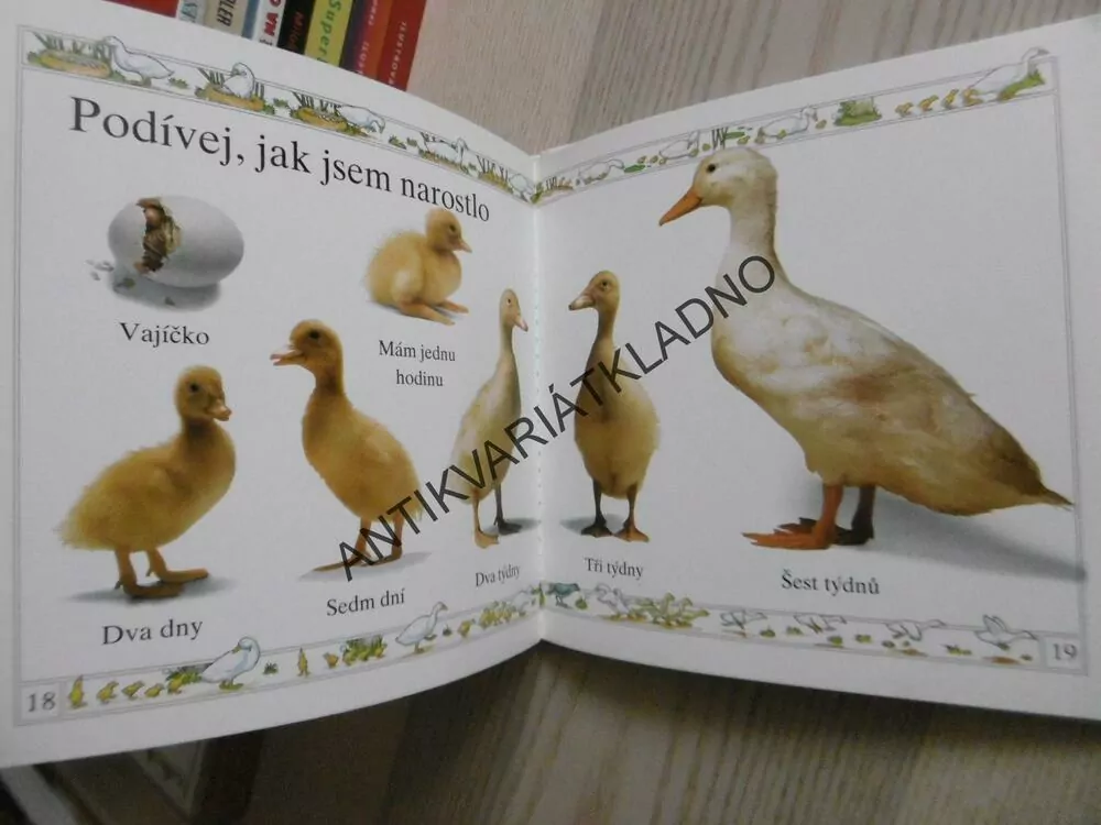 KACHŇÁTKO, **an