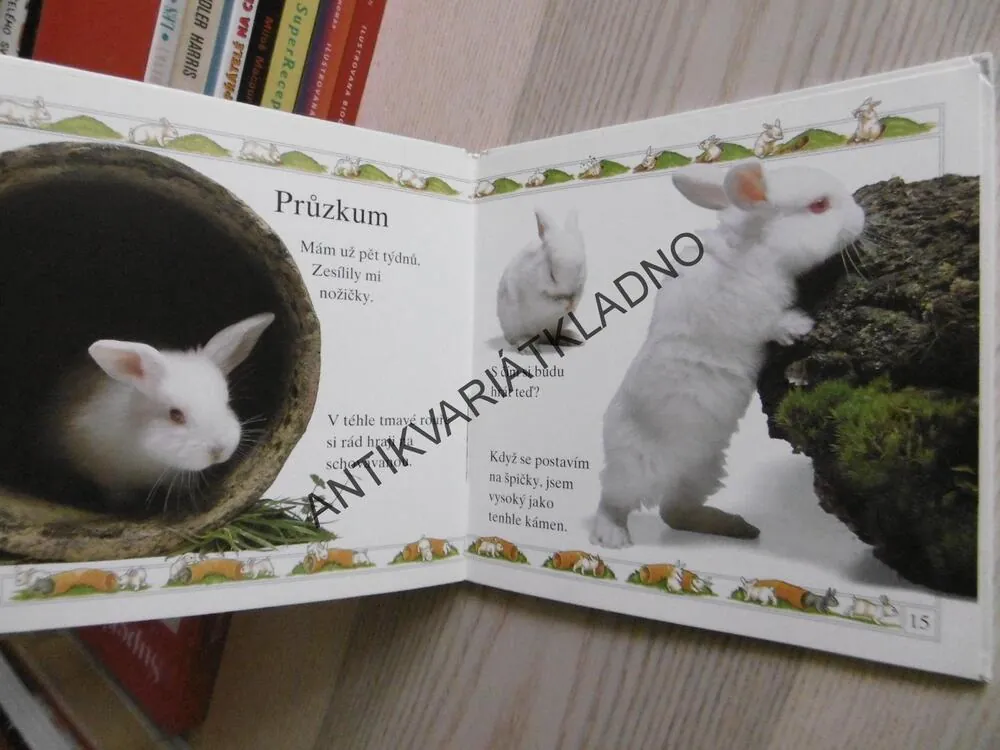 KRÁLÍK, **an