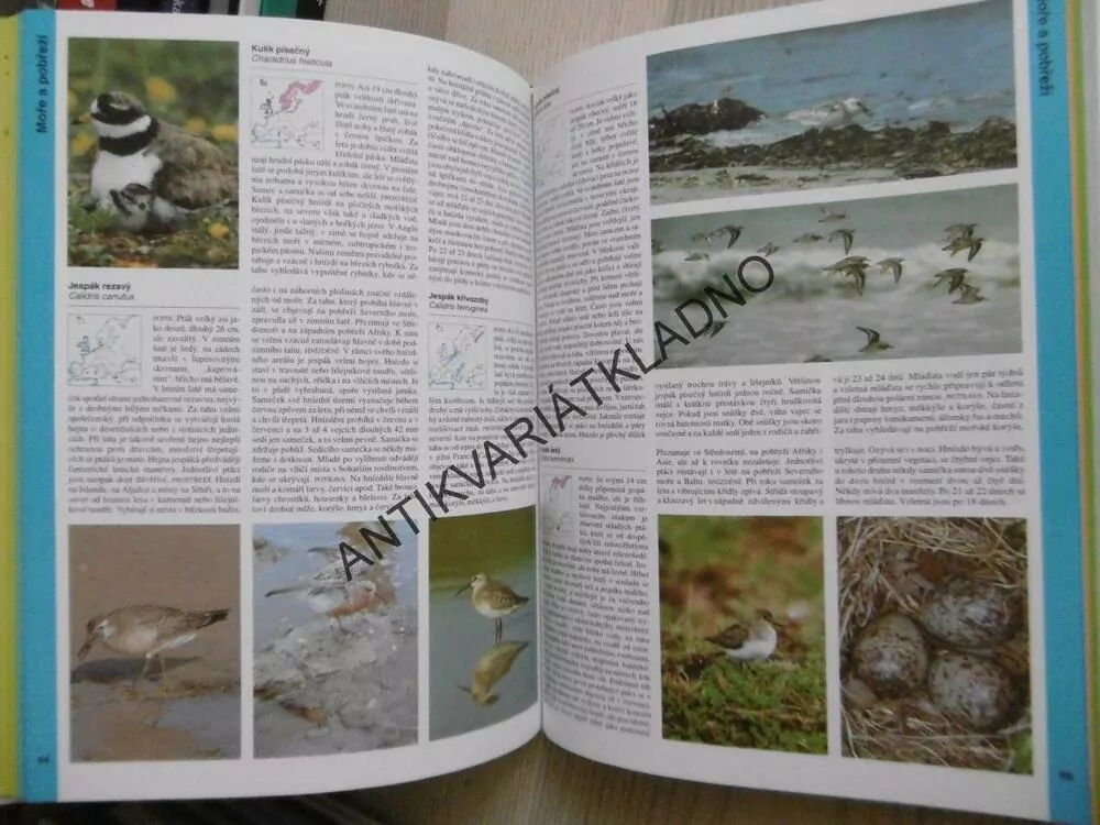 PTÁCI, STEINBACHŮV VELKÝ PRŮVODCE PŘÍRODOU, REINHARD WITT, **an