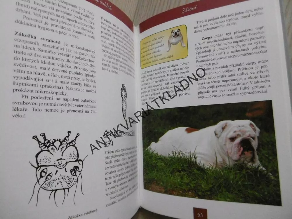 ANGLICKÝ BULDOK, VÝBĚR, VÝCHOVA, PÉČE, CHOV, VÝSTAVY, KATEŘINA SOJKOVÁ, **an