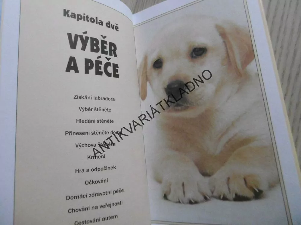 LABRADORSKÝ RETRÍVR, MARJORIE SATTERTHWAITEOVÁ, **an