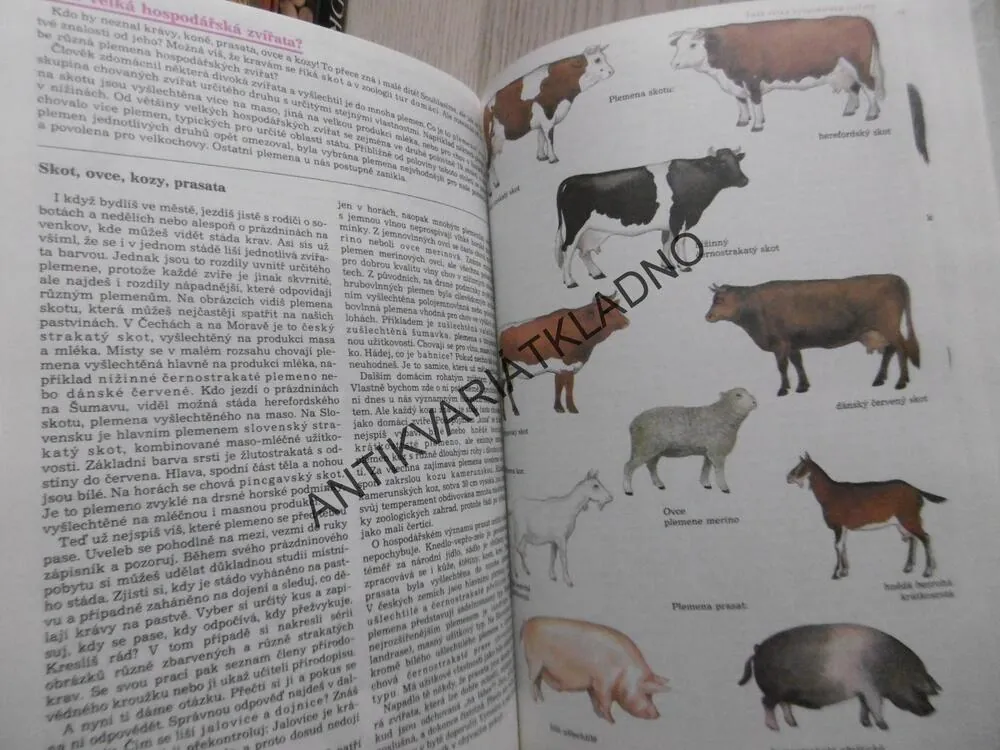 MALÁ TAJEMSTVÍ PŘÍRODY, DOBRORUKOVÁ, DOBRORUKA, P.ROB, **an