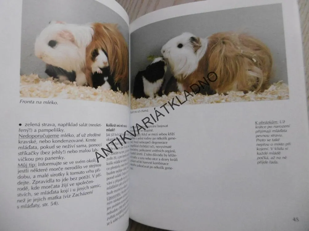 MORČE, KATRIN BEHRENDOVÁ,**an