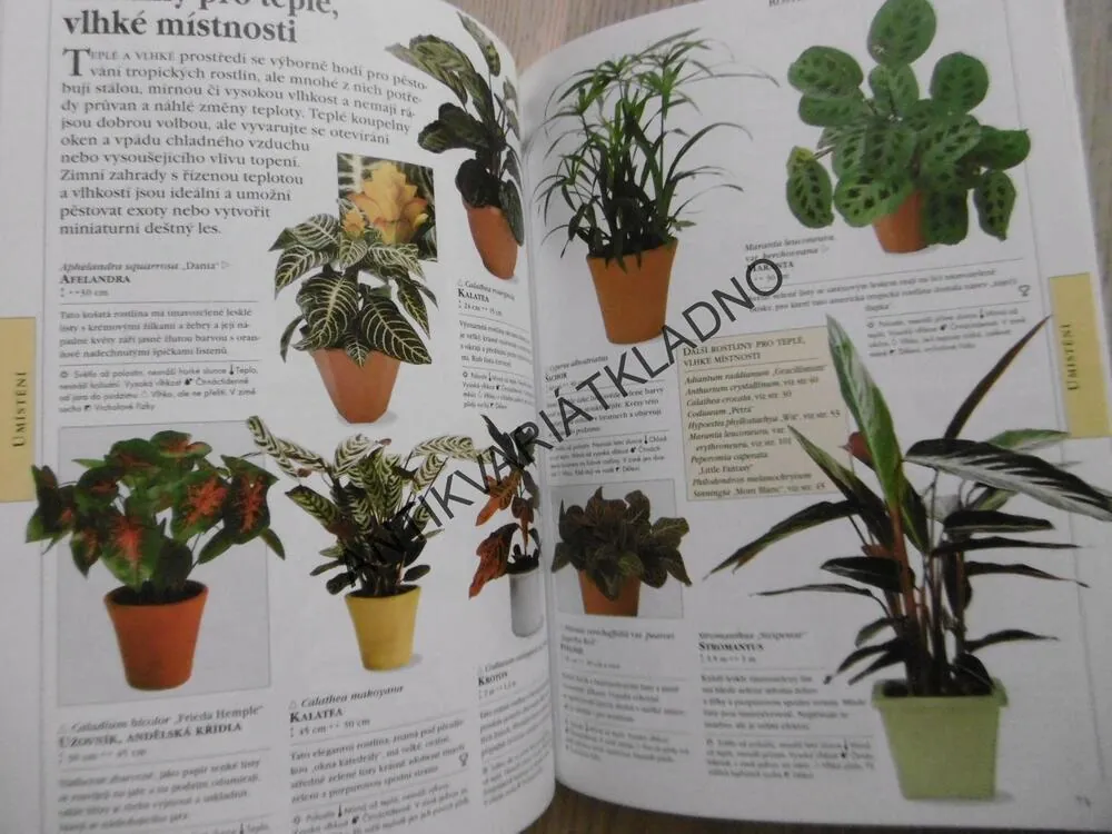 ROSTLINY V INTERIÉRU, ROY LANCASTER, MATTHEW BIGGS, **an