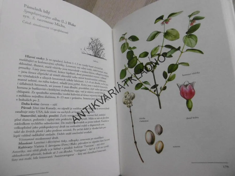 OKRASNÉ KEŘE A JEJICH POUŽITÍ V ILUSTRACÍCH ANNY SKOUMALOVÉ, VÁCLAV ZELENÝ, ANNA SKALICKÁ, **an
