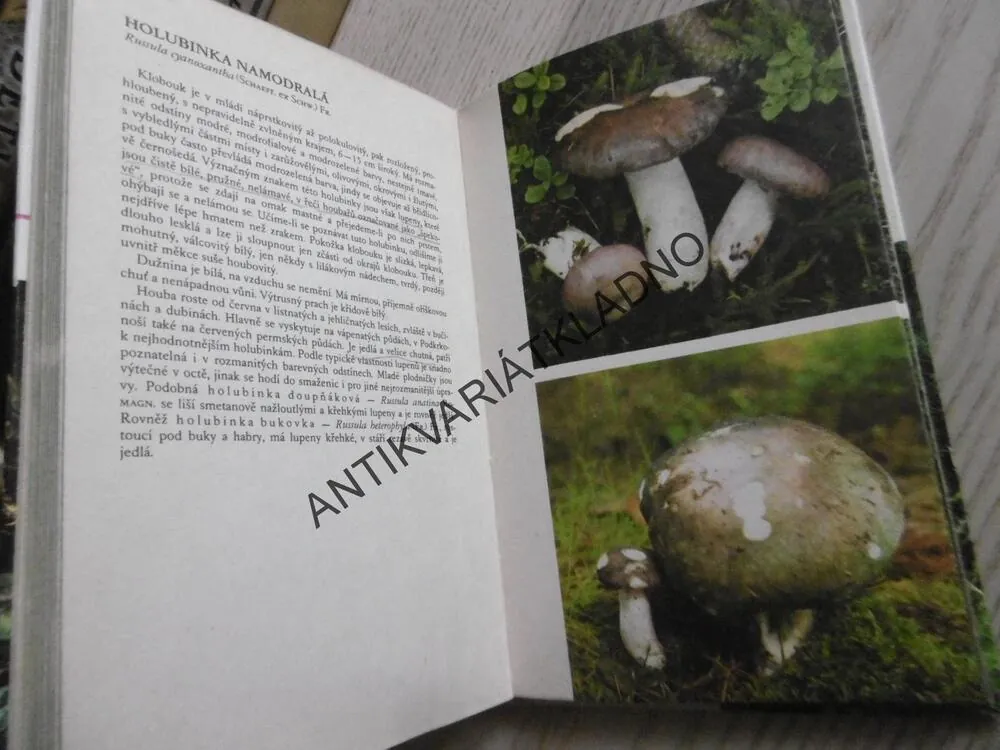 HOUBY VE FOTOGRAFII, ERHART, ERHARTOVÁ, PŘÍHODA, **an