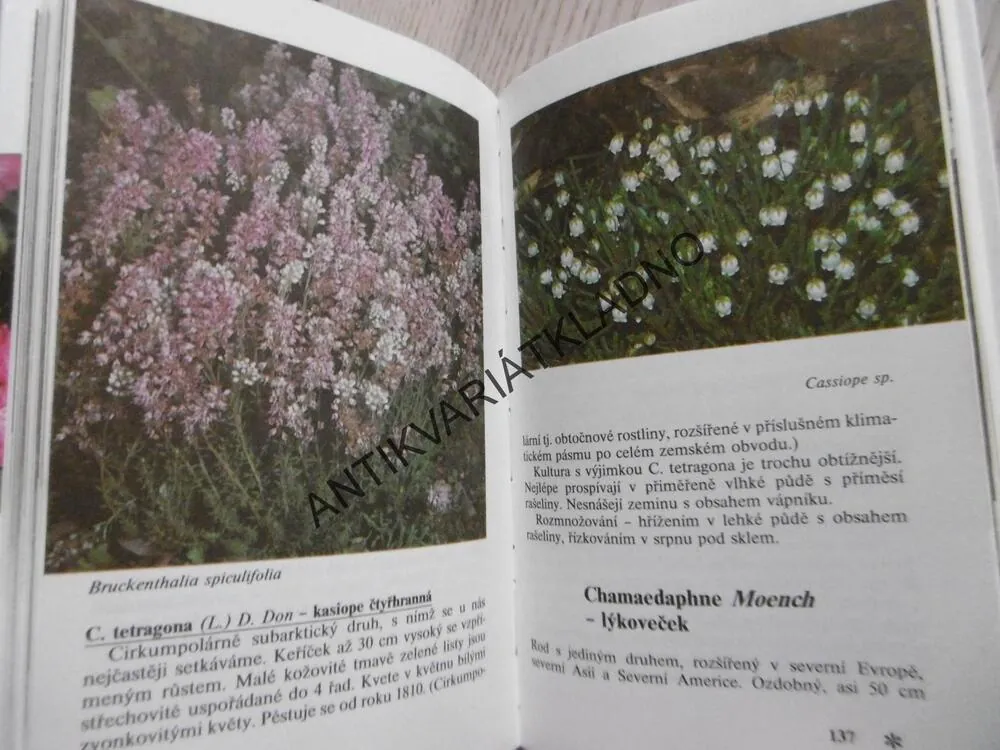 RODODENDRONY A DALŠÍ VŘESOVITÉ ROSTLINY, ČESTMÍR BÖHM,ZAHRADA, **an