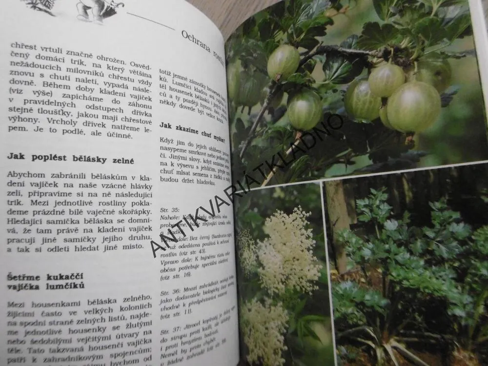 CO DĚDEČEK JEŠTĚ VĚDĚL, SUSANNE BRUNSOVÁ, **an