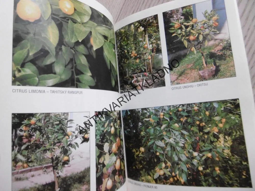 ZAČÍNAJÍCÍM CITRUSÁŘŮM, SVATOSLAV KODYTEK, **an
