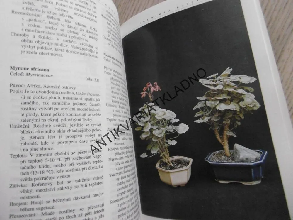 POKOJOVÁ BONSAI, JINDŘICH VOTÝPKA, **an