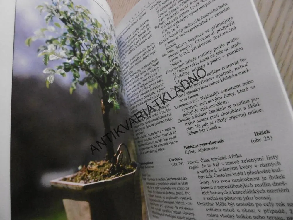 POKOJOVÁ BONSAI, JINDŘICH VOTÝPKA, **an
