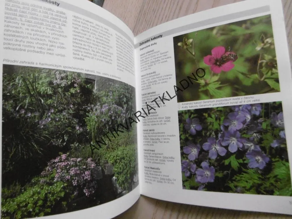 PELARGONIE A KAKOSTY, ANDREAS RIEDMILLER, **an