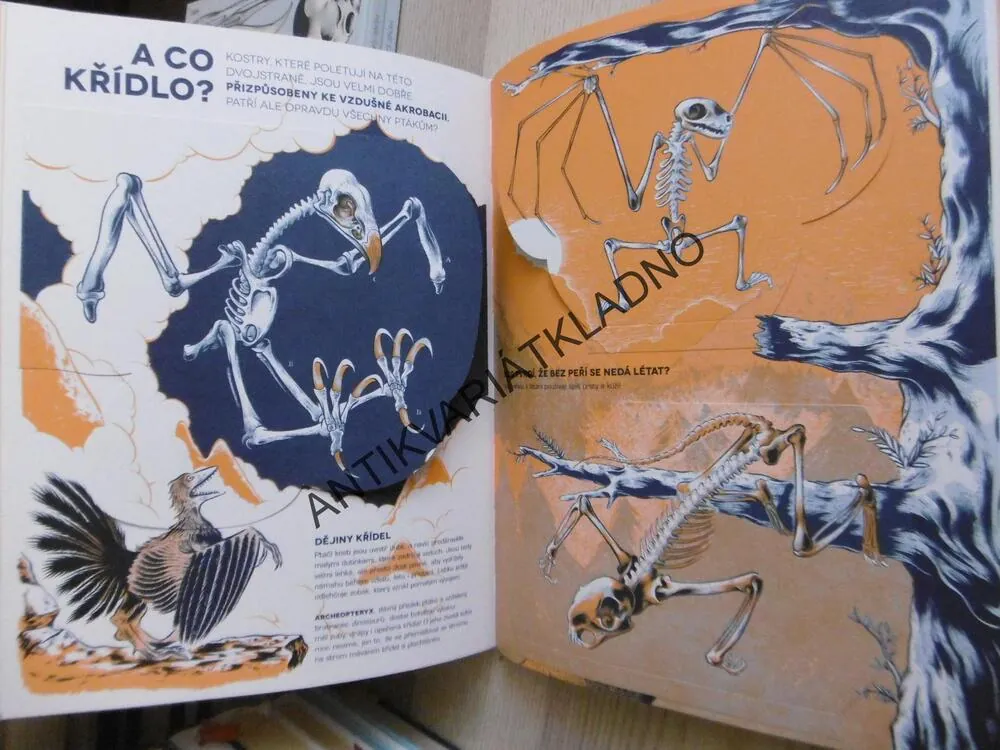 ČÍ JE TO KOSTRA?, HENRI CAP, RAPHAËL MARTIN, RENAUD VIGOURT, **an