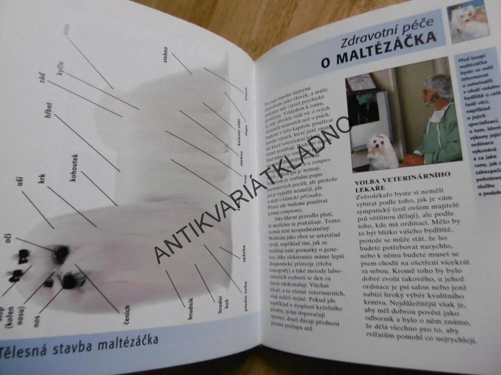 MALTÉZÁČEK, RASA MALTÉZSKÝ PSÍK, CUNLIFFEOVÁ, **an
